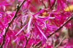 ベニバナトキワマンサク	紅花常磐万作	Loropetalum chinense var. rubra	3～4月